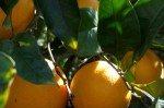 OrangeTree OrangeTree
